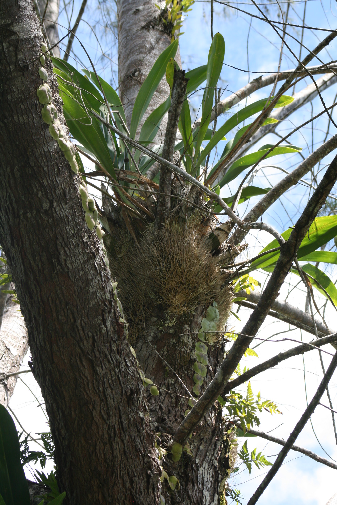 Epidendrum veroscriptum
